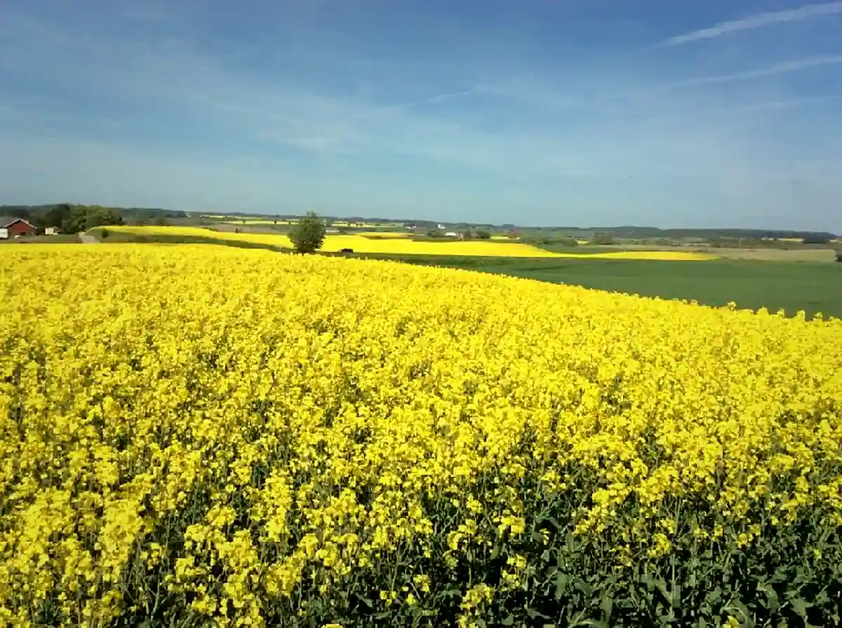 Blommande rapsfält i sommarsol